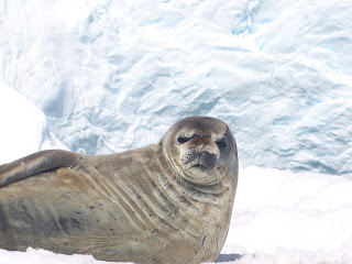 Photos of Antarctic Seals