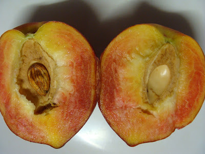 いろいろ peach pit fruit 498914-Are the pits of peaches poisonous