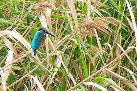 Bird, Kingfisher, Okinawa