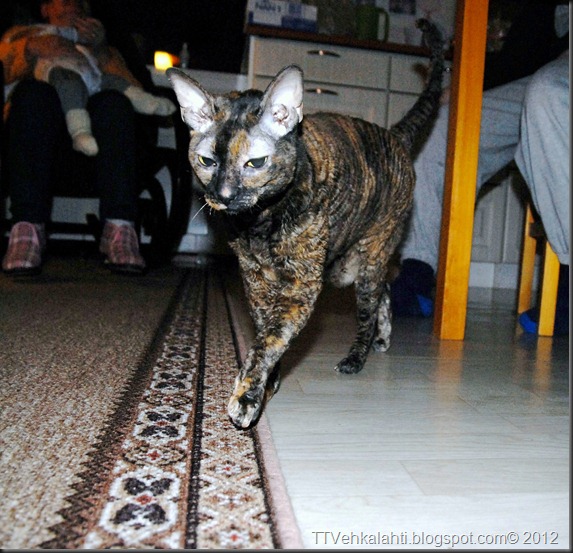 cornish rex matka kuvia 029