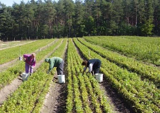 Grupowe pielenie roślin na polu