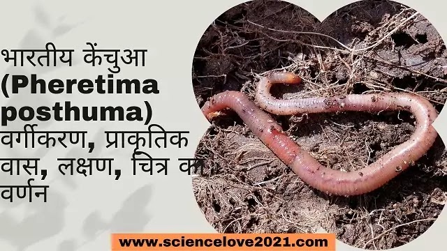 भारतीय केंचुआ (Pheretima posthuma) वर्गीकरण, प्राकृतिक वास, लक्षण,चित्र का वर्णन|hindi