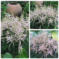 Астильба простолистная (Astilbe simplicifolia) ‘Sprite’.