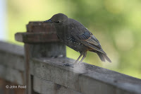 Juvenile starling close up – photo by John Read – July 27, 2017