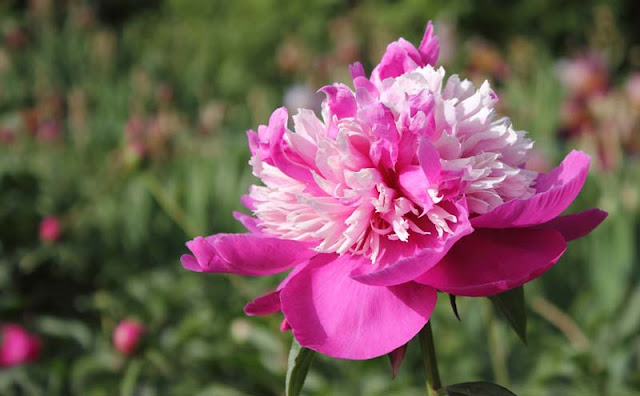 Peony Flowers Pictures