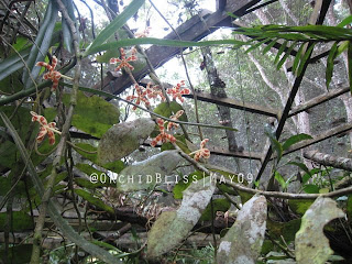 Trichoglottis spp at ORchidBliss