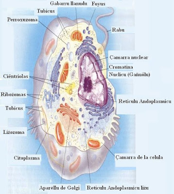 celula animal y celula vegetal. celula vegetal e animal.