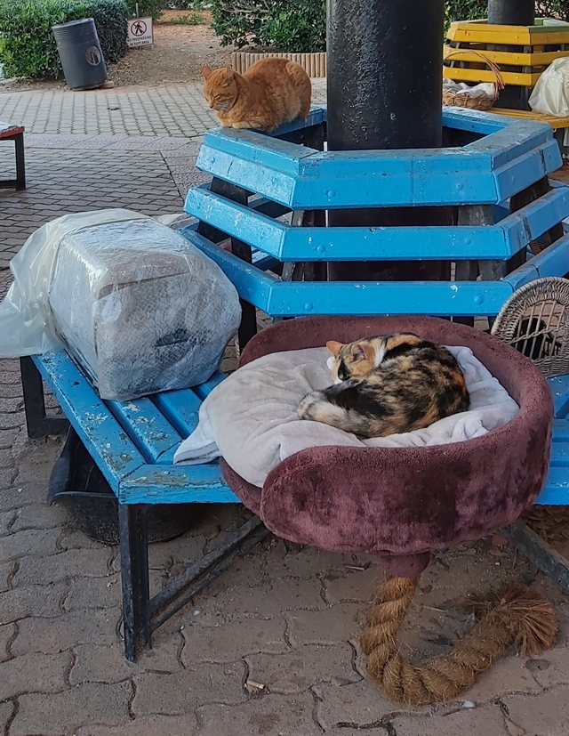 Malta: het kattenparkje in Sliema