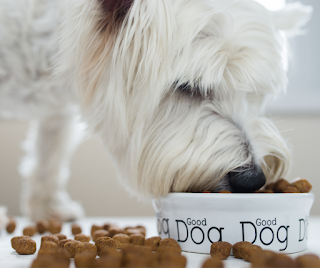 close up of a Westie eating kibble from a bowl