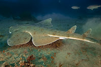 Angel Shark - Squatina Squatina  