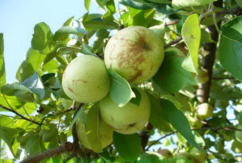 Сетка на плодах яблони вследствие поражения мучнистой росой