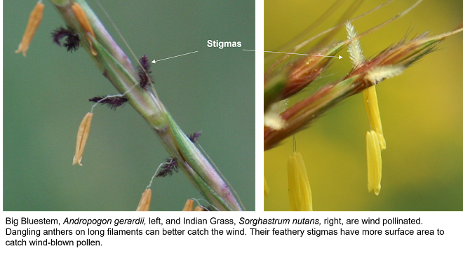 Protruding anthers and feathery stigmas of big bluestem and Indian grass.