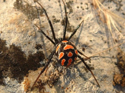 black-widow-spider