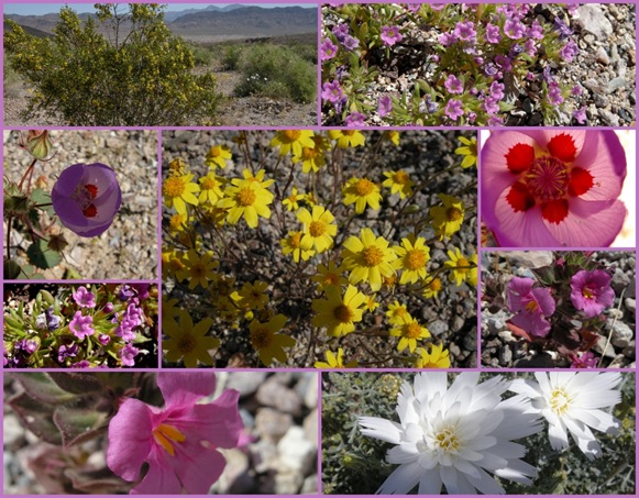 Apr 3 Shoshone and Tecopa