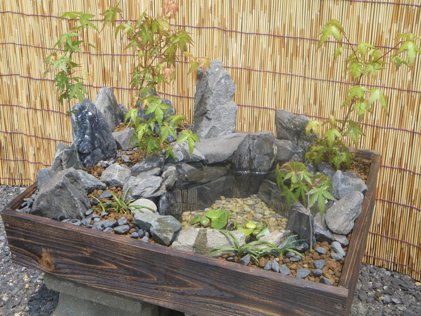 メダカの和風ビオトープの作り方 メダカ盆栽 もみじ メダカの大工