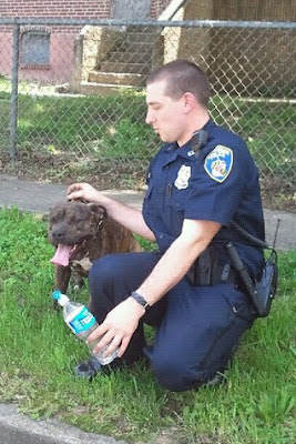 Dog+pic+2 Baltimore police officer got a call about a vicious pit bull and this is what happened next