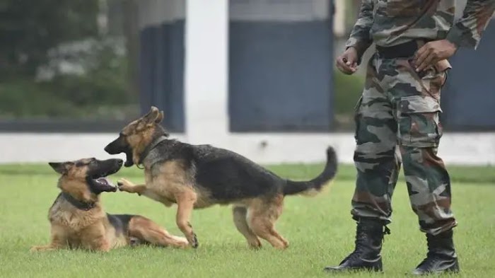 Special Dogs: सेना में इन डॉग्स की है अहम भूमिका, कुत्तों की जाबांजी देख आप भी करेंगे तारीफ 