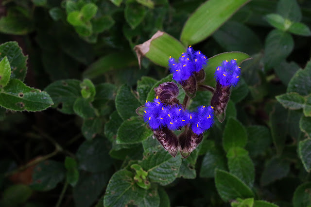 Abhali Cyanotis tuberosa kaas plateau western ghats valley of flowers 