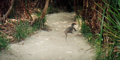 Pulau Kulkul Kotok Giant Lizard (Komodo)