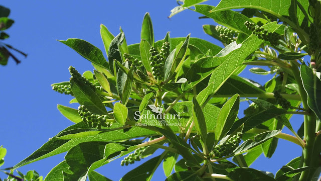 Ombusillo Phytolacca tetramera