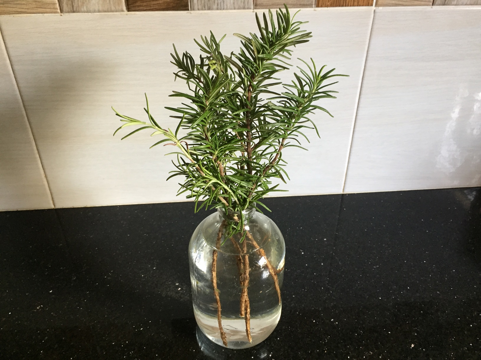 The rosemary stem cuttings should grow roots in 2 or 3 weeks depending on the temperature. It can take longer in colder temperatures.