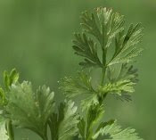 feathery coriander leaves are a sign it is going to seed