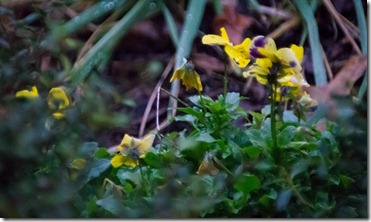 IMG_4427 IMG_4427