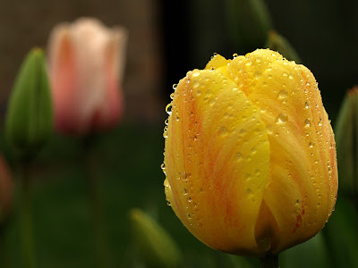 Yellow Tulips Flower wallpaper