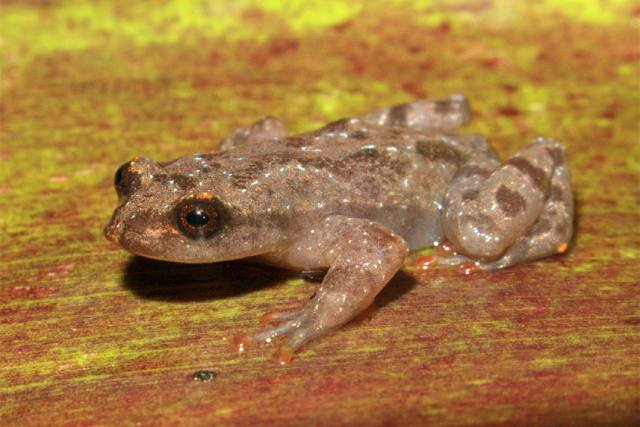 Descoberta do Crossodactylodes serranegra: o novo sapinho da Serra Negra e a importância para a biodiversidade brasileira