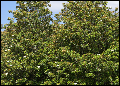 magnolia