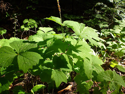 Achyls triphylla (Vanilla Leaf);