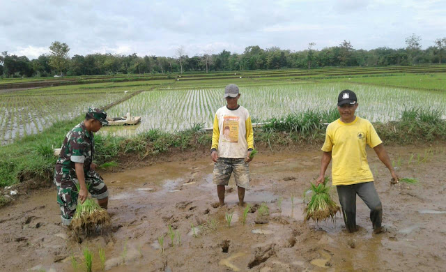 Kodim Karanganyar – Sukseskan Swasembada Pangan, Babinsa Gedong Lakukan Pendampingan Upsus