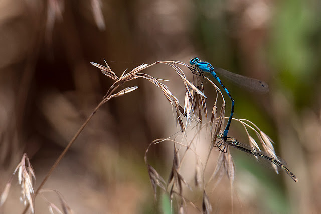 Nature, birds, ducks, bees, bugs, dragonflies, flowers, macro photography, 