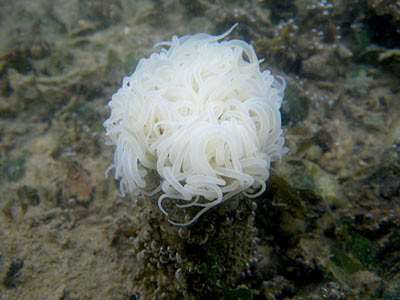 Tube anemone