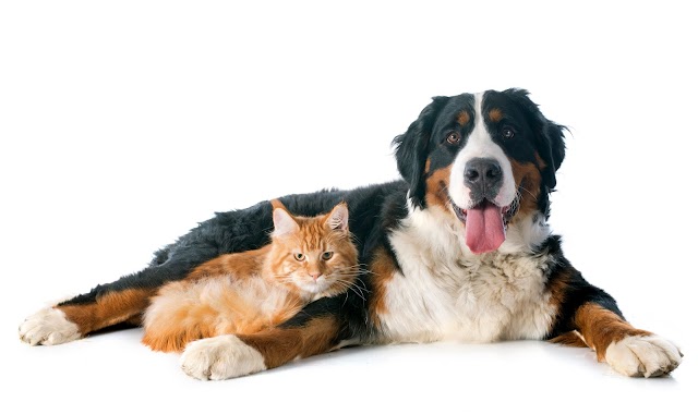 Conheça 14 raças de gatos que se dão bem com cães
