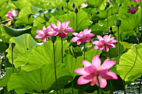 Here are some great water lilies and lotus flowers together