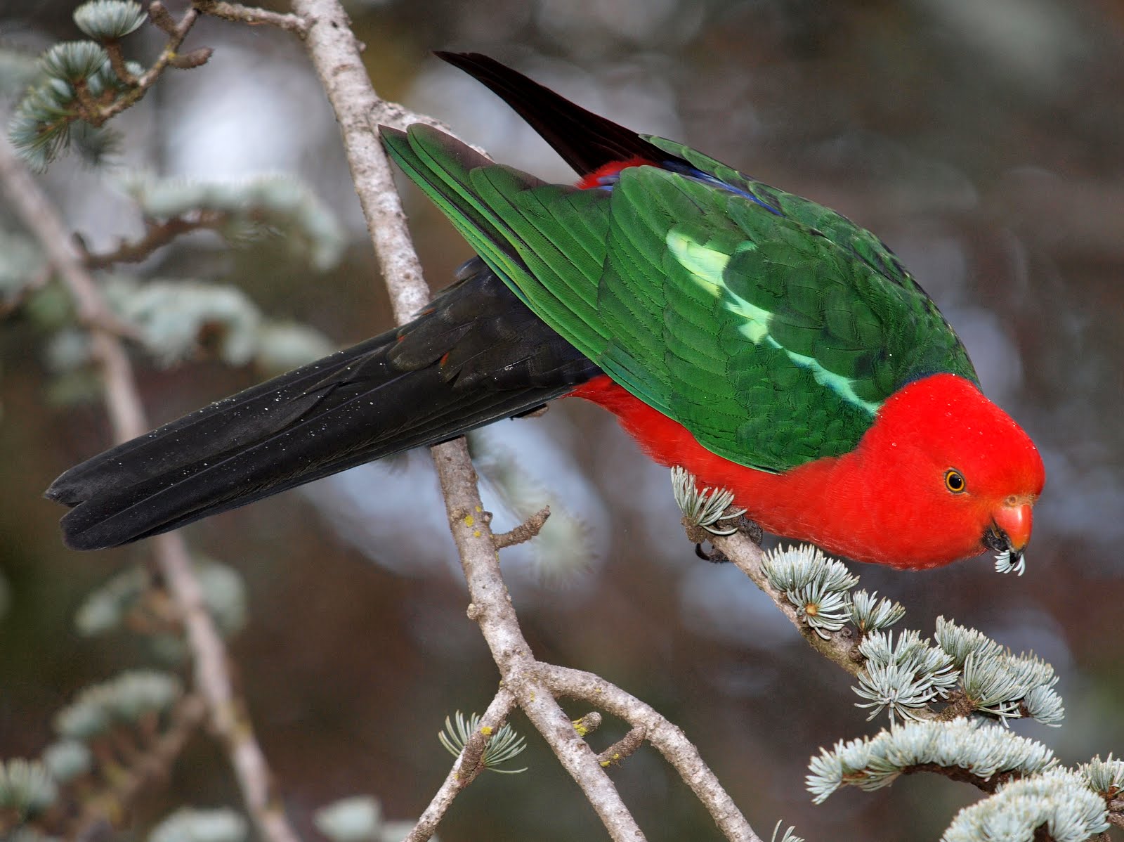 Australian King Parrot - The most beautiful bird pictures - The most beautiful bird pictures - NeotericIT.com