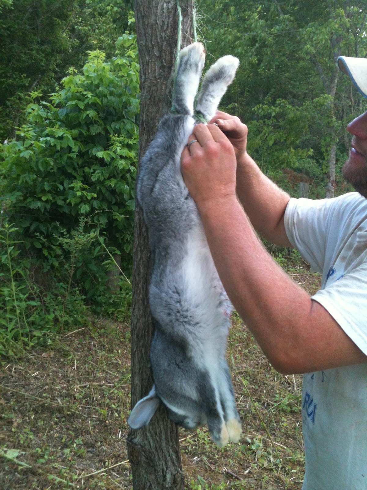 Deaks Farms How To Skin A Rabbit intended for The Incredible as well as Beautiful how to skin a rabbit pertaining to Really encourage