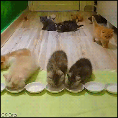 Cute Kitten GIF • Yaaay, milk party! Five cute kitties lapping milk all together. Happy family  [ok-cats.com]