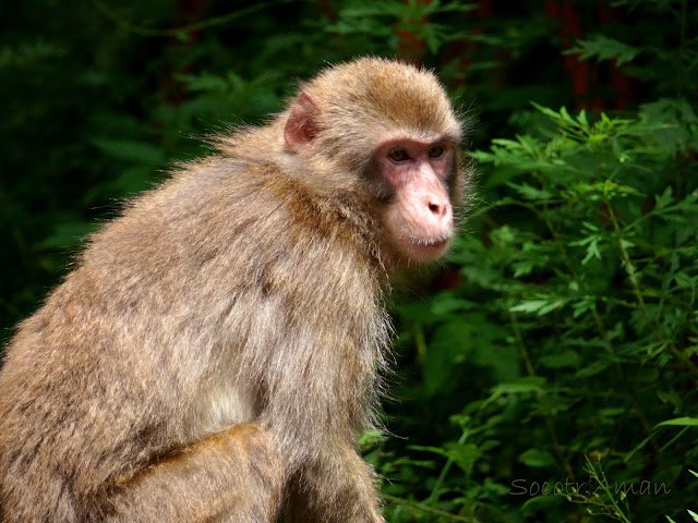 Macaca fuscata