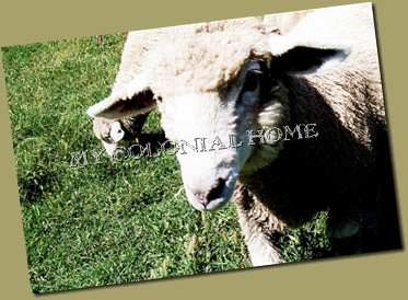 Sheep_0011