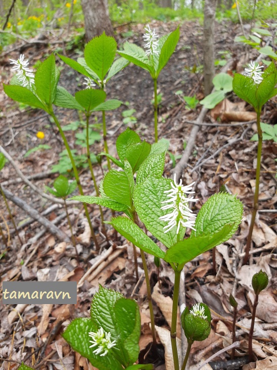 Хлорант японский / Зеленоцвет японский (Chloranthus japonicus)