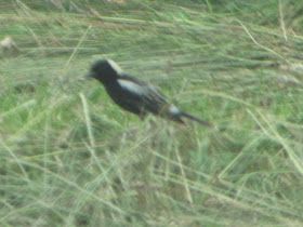 bobolink