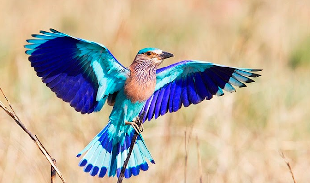 Fortune Creator Neelkanth Indian Roller Bird