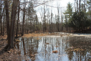 ~drains into the wetland in the background