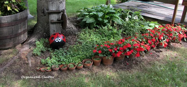 Photo of under spruce tree annuals, perennials and junk.