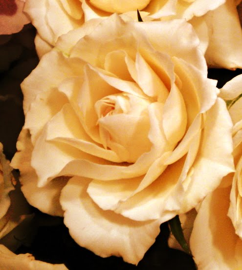 My Roses pictures in Sepia