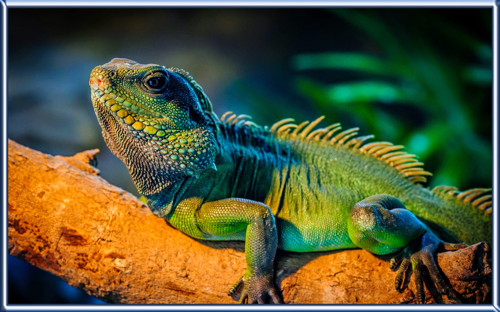 iguana peliharaan