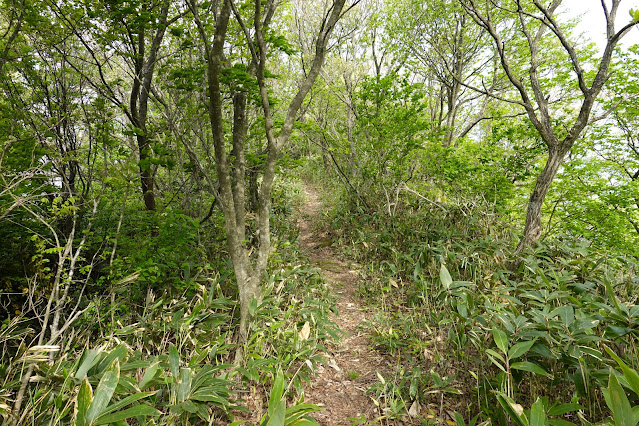 鳥取県西伯郡大山町長田 孝霊山登山道