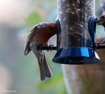 Words In Our Beak’s goal is to open readers to a simple understanding of the winged world and their environment. Set in a rooftop urban garden in New York City, my story is told in the voice of Cam, a female cardinal, who visits it. Words In Our Beak is directed to children and adults who are curious about birds, and want to learn about them from a unique perspective. The book includes hundreds of images of flora and fauna, links to movies, as well as to informative narratives that have been created by the author.  Now in Apple’s iBooks store @ https://itunes.apple.com/us/book/words-in-our-beak/id1010889086?mt=11